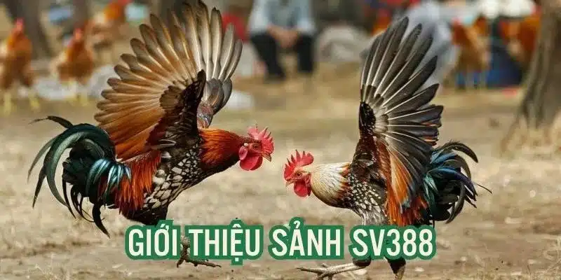 Sảnh SV388